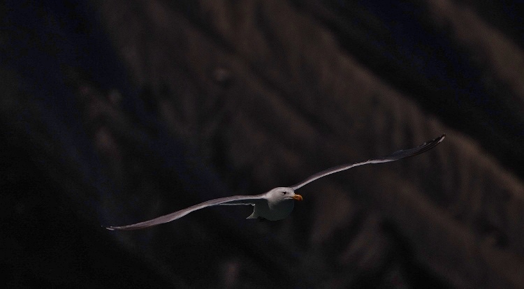 seagull in flight